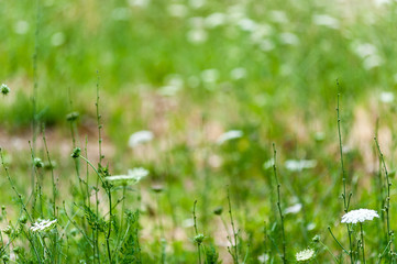 Wall Mural - field of flowers 4