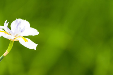 Wall Mural - flower in field left 4