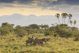 Fototapeta Sawanna - Zebra in African savannah