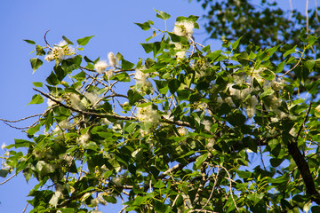 Sticker - Poplar fluff on the branch closeup. Poplar fluff causes allergy