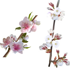 white isolated spring tree blossoming two branches