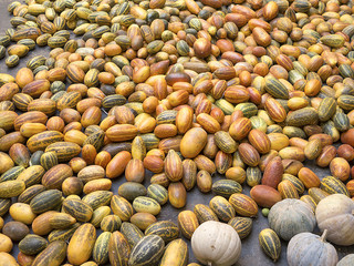 Indian pumpkin, stripy yellow sambar, malabar cucumber, varieties of nightshade vegetables harvested for cooking