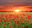 red poppy meadow