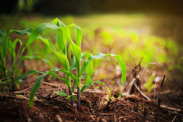 Young green corn plant growing in morning light with dew drops, Dark tone