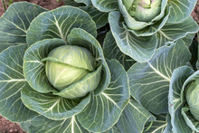 Background Of Young Green Cabbage