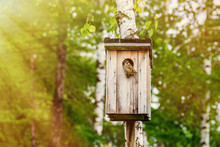 Caring For The Environment: The Sparrow Sits On The Perch Of A Birdhouse Made By People And Placed In A City Park To Support The Population Of Birds In The City.