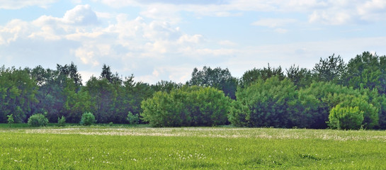 Forest glade on the edge of the forest