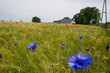 © twanwiermans - akker in de Duitse Eifel