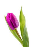 Fototapeta Tulipany - Violet tulip on a white background
