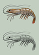 shrimp, vintage hand ink drawing, vector illustration