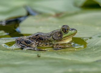 Poster - Mink Frog