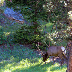 Wall Mural - Bull Elk grazes at dawn in Rocky Mountain National Park in Colorado