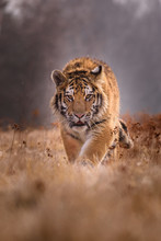 Tiger, Siberian Tiger(Panthera Tigris Altaica)