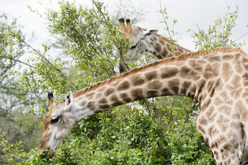 Giraffe