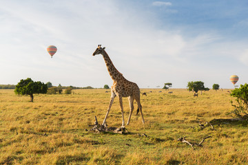 Wall Mural - giraffe and air balloons in savannah at africa