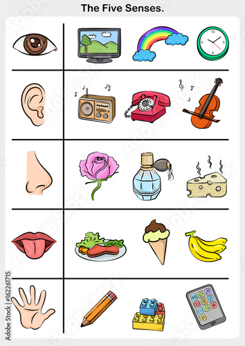 five senses - touch, taste, hearing, sight, smell. - worksheet for