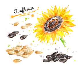 Wall Mural - Watercolor sunflower and pile of seeds