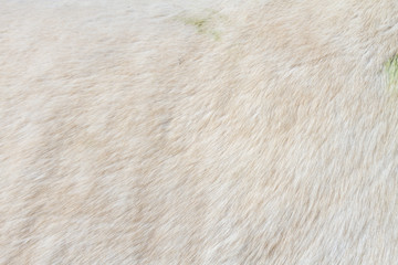 Macro closeup of a white horse's fur