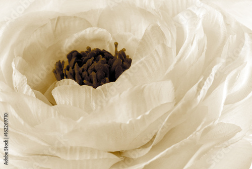 Zdjęcie XXL Rununculus Jaskier biały kwiat makro