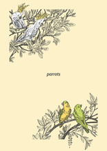 Beautiful Tropical Background With A Cockatoo And Green Parrots. Four Parrots Sitting On The Branches Of A Tree. Vintage Style. Vector Illustration.