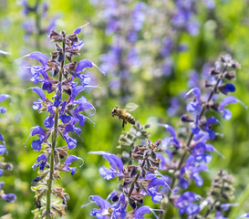 Canvas Print - meadow clary flowers