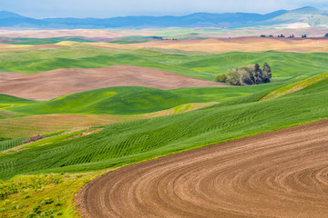  Amazing green hills. Plowed fields, an incredible drawing of the earth. Steptoe Butte State Park, Eastern Washington, in the northwest United States.
