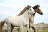 Fototapeta Konie - Two ponnies together on pasturage