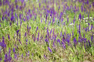 Blooming wild flower - meadow flower. Beautiful field with blur background