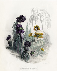 Wall Mural - Grandville Scabious 1847. Date: 1847