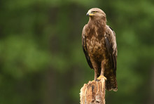 Lesser Spotted Eagle (Clanga Pomarina)