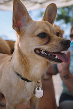 Chihuahua Mix Puppy At The Dog Park