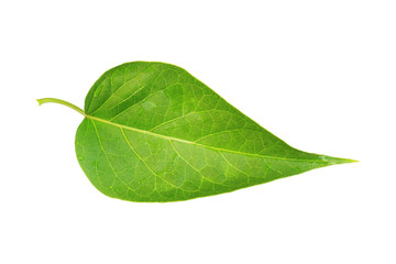Poster - wet green leaf isolated on white