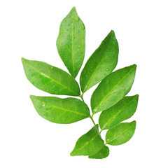 Poster - branch of wet green tea leaves isolated on white