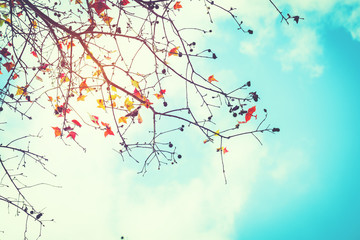 Wall Mural - beautiful autumn leaves and sky background in fall season, colorful maple foliage tree in the autumn