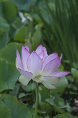 Poster - Beautiful lotus flower