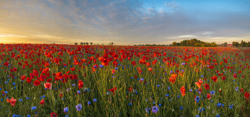 Wall Mural - red poppies among cornflowers and other wildflowers in the setting sun