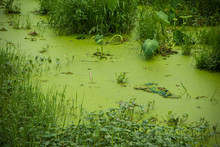 Waste Pond And Green Algae.