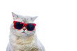 © vvvita - Portrait of cat wearing sunglasses isolated on white background