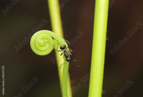 Zdjęcie XXL Mrówki kurczowo trzymają się małych gałęzi. Obraz jest ziarnisty lub rozmazany lub zakłócony i nieostrość przy oglądaniu w pełnej rozdzielczości. (Płytkie DOF)