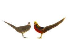 Female And Male Pheasant Gold