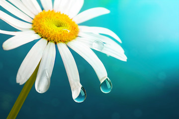 Flower chamomile close-up macro with droplets of rain water dewdrop on a blue background. Floral summer template for text.