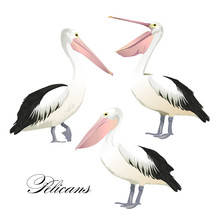 Vector With Graceful Pelicans Set