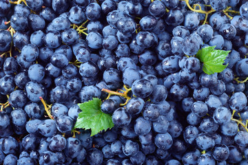 Wall Mural - Grape background. Grape with drops. Macro. Food background. Dark grape. Blue grape. Wine grape.