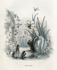 Wall Mural - Grandville Narcissus. Date: 1847