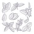 Hand drawn illustrations of mint leaves and branches. Herbal doodle background