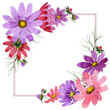 Fototapeta Kwiaty - Wildflower kosmeya flower frame in a watercolor style isolated.