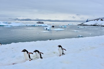 Canvas Print - Gentoo Penguins in Antarctica on Cuverville Island with backdrop of icebergs and ocean