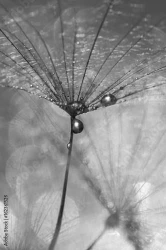 dandelion-z-kroplami-wody-czarno-biale-zdjecie-piekne-makro-z-mniszka-lekarskiego