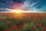 Fototapeta Maki - Beautiful field of red poppies in the sunset light.