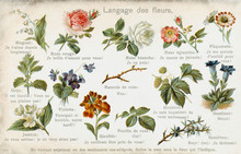 Language Of Flowers Card. Date: 1906